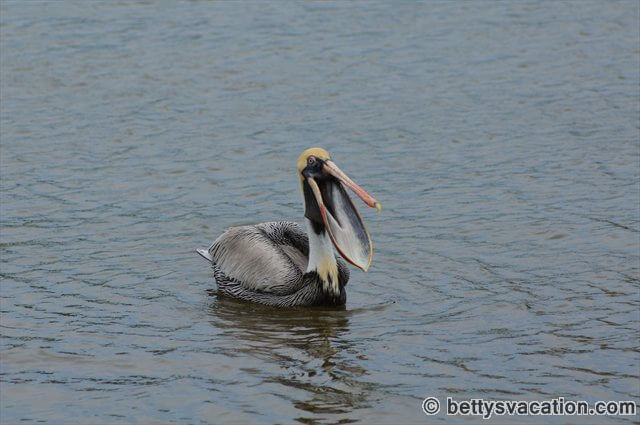 Pelikan bei Everglades City