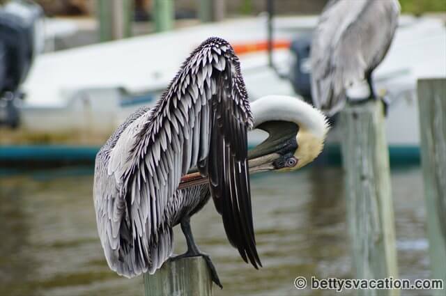 Pelikan bei Everglades City