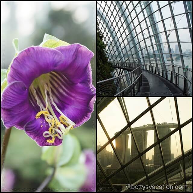 Collage Cloud Forest 4