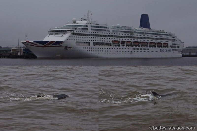 18 - Cruise Ship & Dolphins