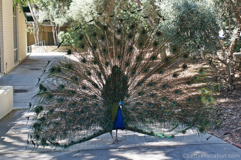 13-Los-Angeles-Arboretum.jpg