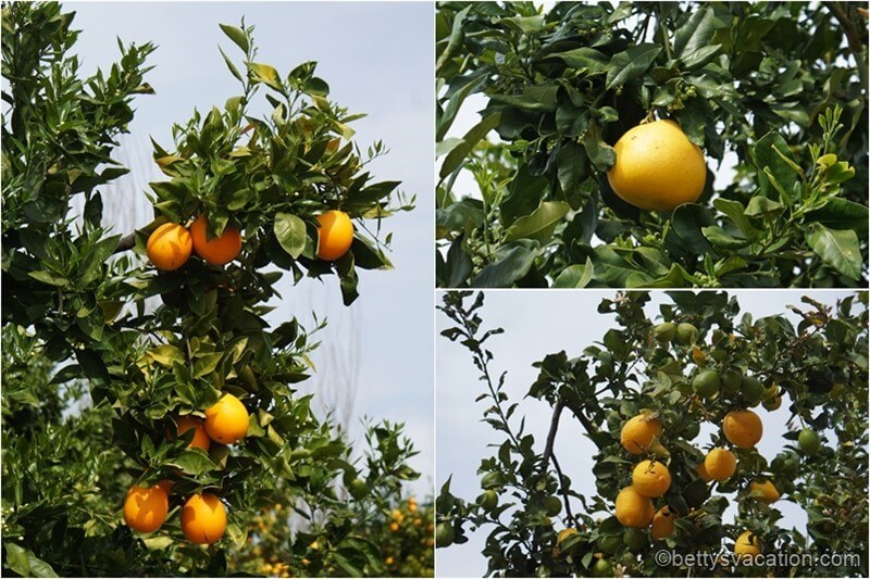 34-California-Citrus-SHP.jpg