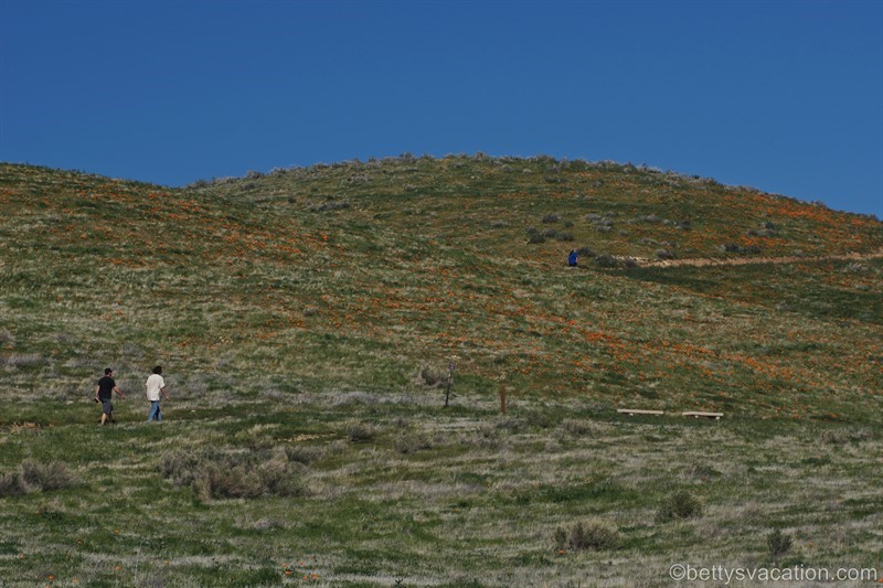 35-Antelope-Valley-Poppy-Reserve.jpg