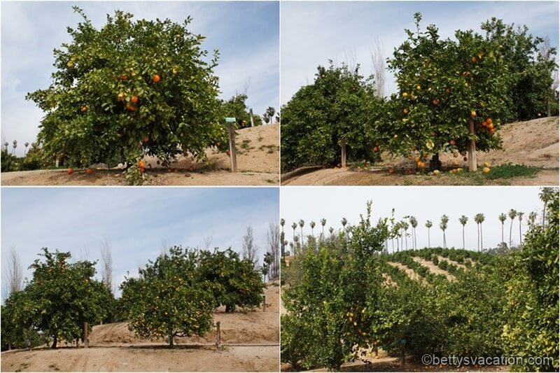 35-California-Citrus-SHP.jpg