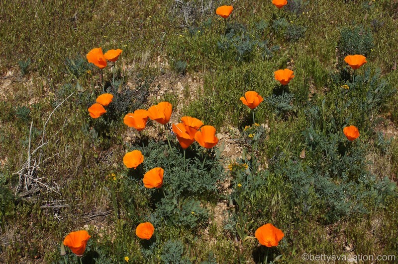 37-Antelope-Valley-Poppy-Reserve.jpg
