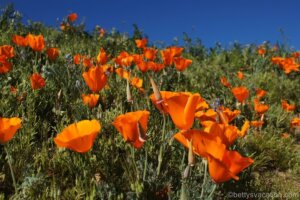 Antelope Valley California Poppy Reserve, Lancaster, Kalifornien