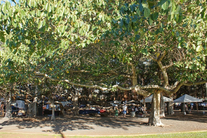 58-Banyan-Tree-Market.jpg