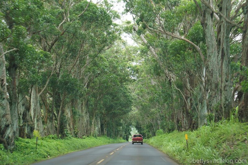 87-Tree-Tunnel-Road-Kauai.jpg